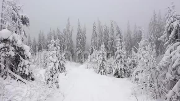 冬季山上白雪覆盖的树木的鸟瞰图视频的预览图