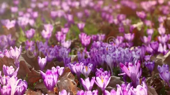 日落时带橡树山谷的野生紫色番红花野生春花番红花之美视频的预览图