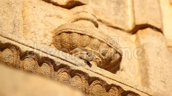 坐在寺庙墙上的印度松鼠视频的预览图