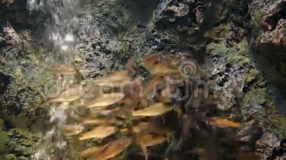 海洋馆里美丽的鱼对水生植物的装饰背景鱼缸里的一条五颜六色的鱼视频的预览图