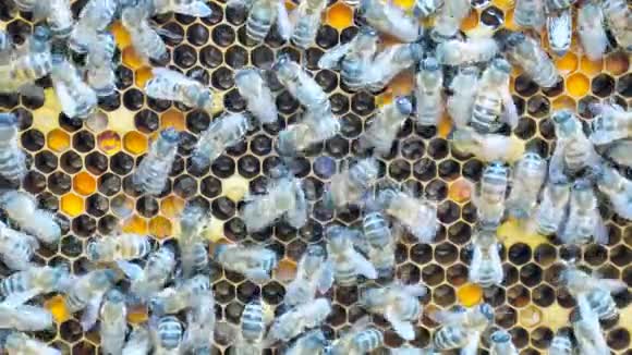 蜜蜂蜂巢里的蜜蜂视频的预览图
