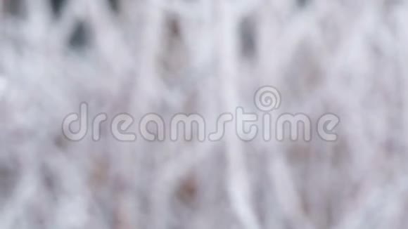 冬季滑降时结霜的树枝视频的预览图