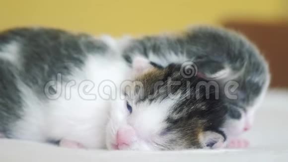 搞笑视频两只可爱的新生小猫在床上集体睡觉宠物概念宠物概念小猫条纹睡眠视频的预览图