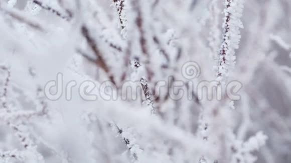 冬季滑降时结霜的树枝视频的预览图