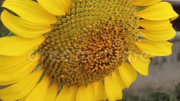 大自然花朵夏天视频的预览图