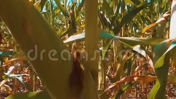 有机玉米田生活方式干熟玉米的农业概念玉米收获天然产品农业视频的预览图