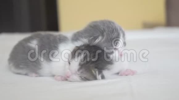 两只可爱的新生小猫在床上集体睡觉宠物概念宠物概念生活方式上的小猫条纹睡眠视频的预览图