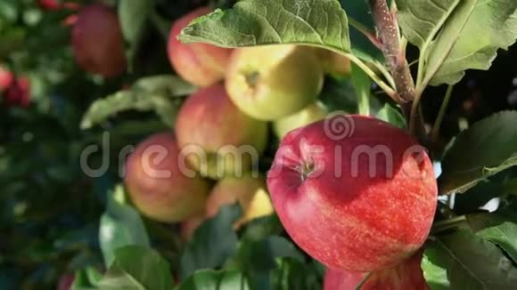 花园里成熟苹果的枝视频的预览图