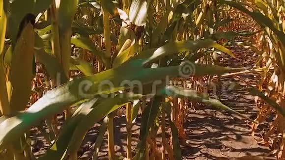 有机玉米田干熟玉米的农业农业生活方式视频的预览图