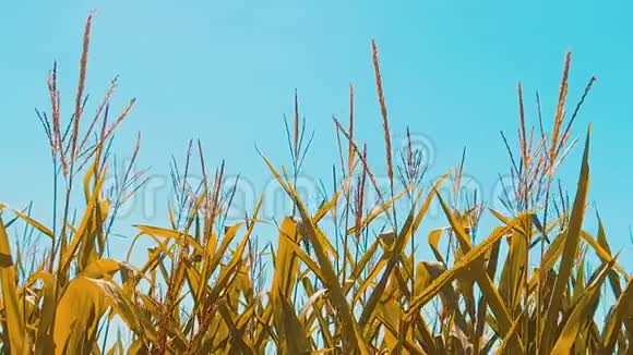 有机玉米田干熟玉米的农业概念玉米收获生活方式农业天然产品视频的预览图