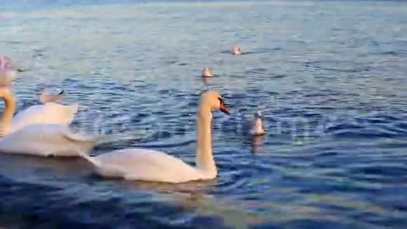 天鹅和海鸥在蔚蓝的大海里游泳视频的预览图