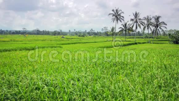 巴厘岛美丽的稻田视频的预览图