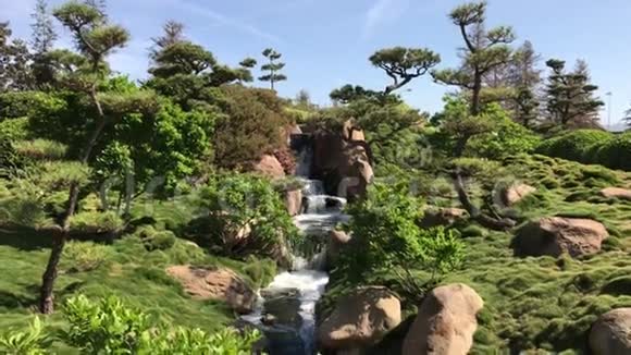 日本花园美丽的花木视频的预览图