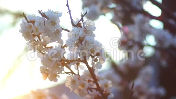 白色的花朵春天视频的预览图