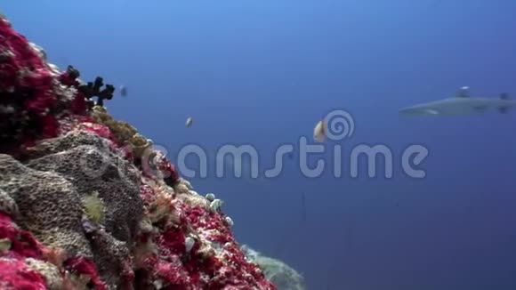 珊瑚礁鲨鱼水下的背景惊人的珊瑚在海底马尔代夫视频的预览图