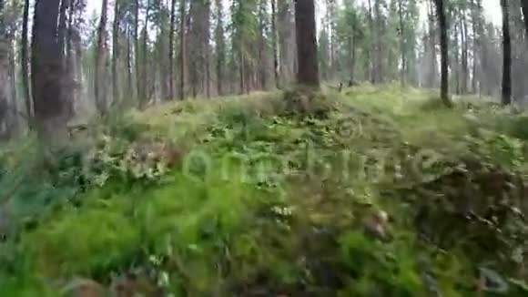 森林里的绿叶视频的预览图