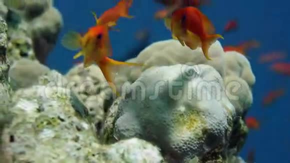 珊瑚和鱼视频的预览图