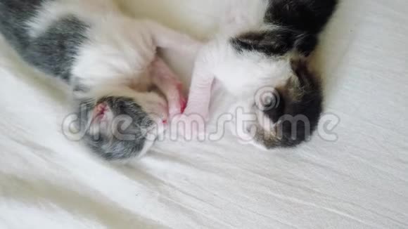 搞笑视频两只宠物可爱新生小猫睡觉团队在床上宠物概念宠物概念小猫条纹视频的预览图