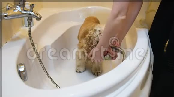 家里有鸡犬淋浴视频的预览图