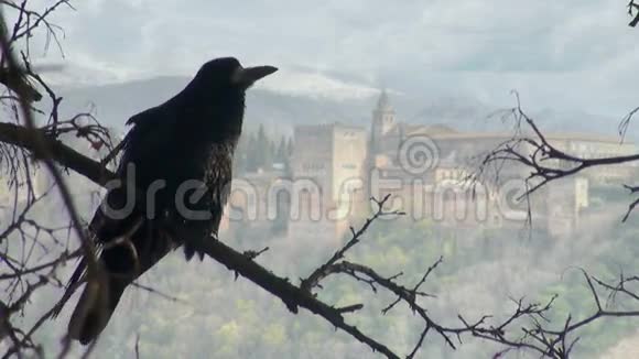 黑乌鸦坐在干柴树枝上视频的预览图