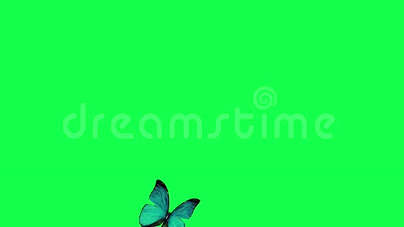 蝴蝶飞落绿色屏幕视频的预览图