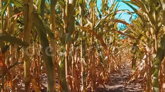 有机玉米田干熟玉米的农业生活方式概念玉米收获天然产品农业视频的预览图