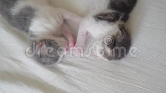 搞笑视频两只宠物可爱新生小猫睡觉团队在床上宠物概念宠物概念小猫斑纹视频的预览图