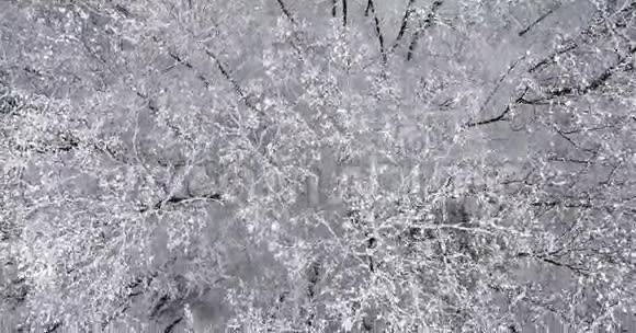 雪中的冬季森林视频的预览图