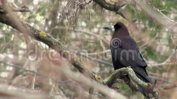 黑乌鸦坐在干柴树枝上视频的预览图