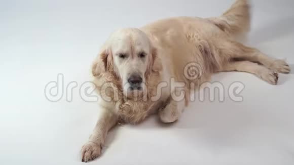 可爱的狗白色背景下美丽的金色猎犬的肖像视频的预览图