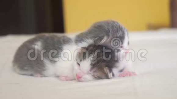 两只可爱的新生小猫在床上集体睡觉宠物概念宠物概念小猫条纹睡眠生活方式视频的预览图