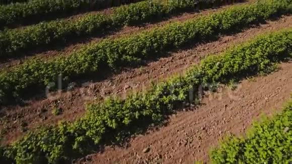 来自飞行无人机的草莓灌木视频的预览图
