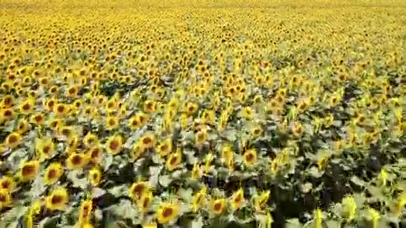 黄色的向日葵晴天向日葵花田的精彩乡村景观无人机鸟瞰图视频的预览图
