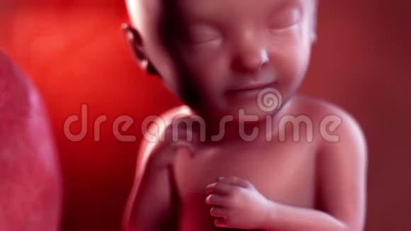 胎儿第32周视频的预览图