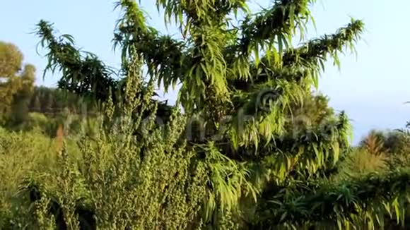 栽培矮山松松松松松靠近岩石花园里的普米里奥视频的预览图