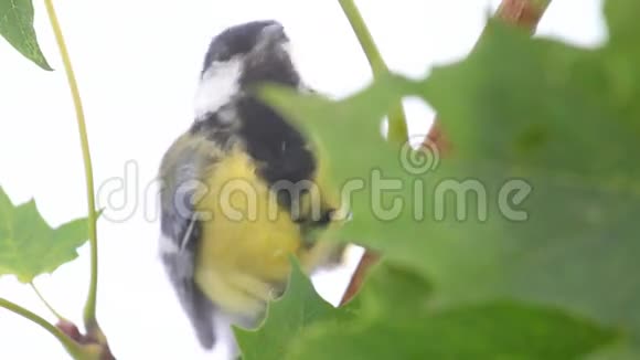 树上的鸟雀视频的预览图