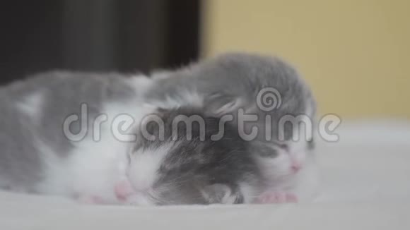 两只可爱的新生小猫在床上集体睡觉宠物生活方式概念宠物概念小猫在小猫身上纹状的睡眠视频的预览图