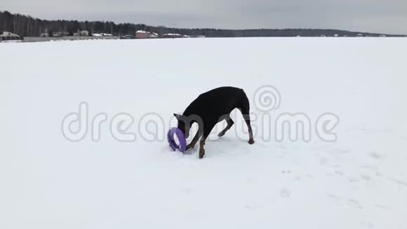 在雪地里训练和玩狗狗狗视频的预览图