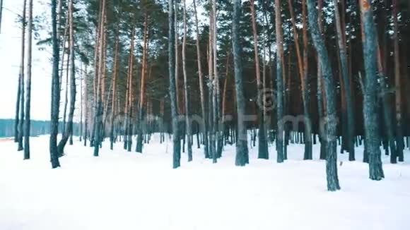 寒冷冬天的森林视频的预览图