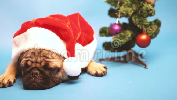 像圣诞老人一样戴帽子的可爱小狗在蓝色背景上隔离的插头圣诞快乐新年理念视频的预览图
