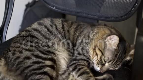 漂亮的猫睡在椅子上视频的预览图