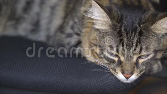 漂亮的猫睡在椅子上视频的预览图