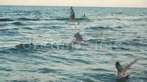 海上海岸线海滩的海鸥视频的预览图