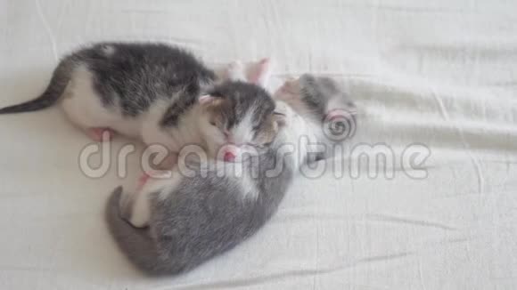 搞笑视频两只宠物可爱新生小猫睡眠生活方式团队合作床上宠物概念宠物概念小宠物视频的预览图