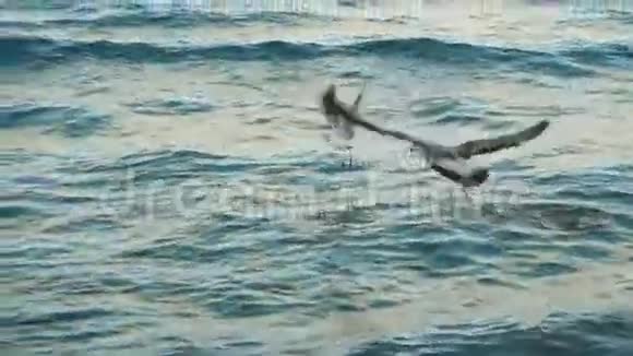 海上海岸线海滩的海鸥视频的预览图