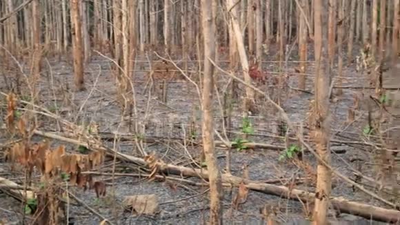 砍伐森林森林火灾后自然灾害视频的预览图