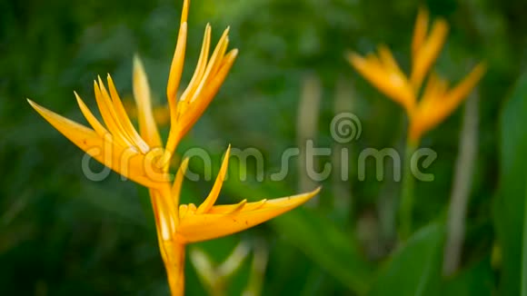 橙黄螺旋Strelitzia鸟乐园宏观特写绿色背景异国热带盛开的花朵视频的预览图