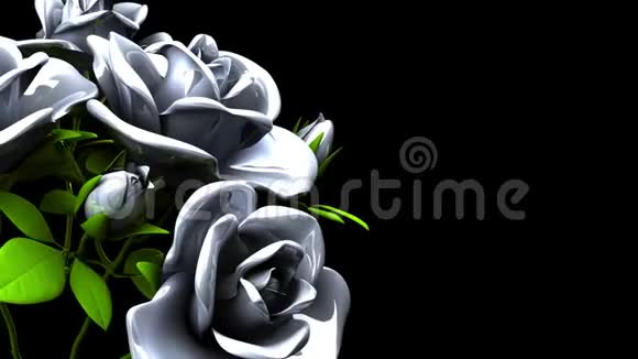 白色玫瑰花束黑色文字空间视频的预览图