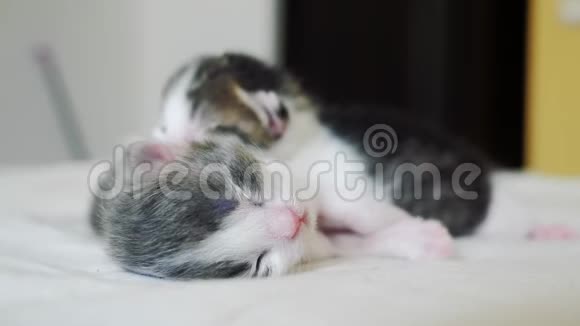 搞笑视频两只宠物可爱新生小猫睡觉团队在床上宠物概念宠物概念小猫猫斑纹视频的预览图
