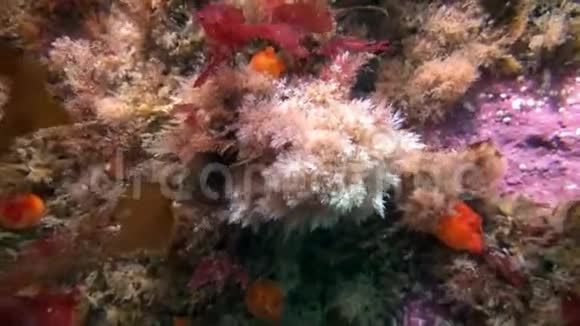 巴伦支海海底的海洋生物视频的预览图